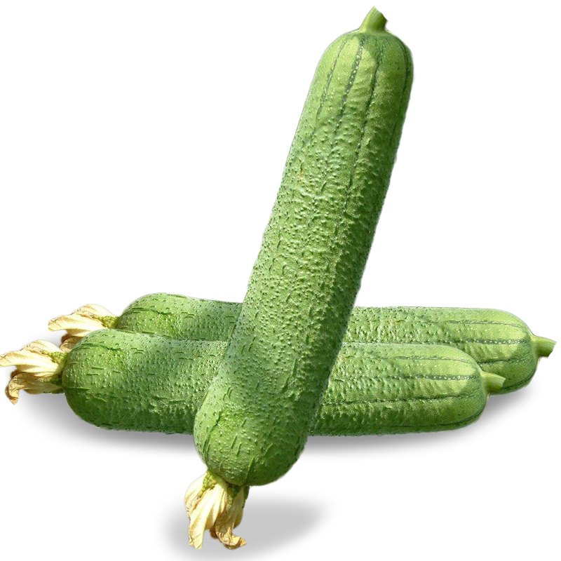 促销早佳王肉丝瓜种子香丝瓜种子皱皮丝瓜无棱高产菜园阳台大田