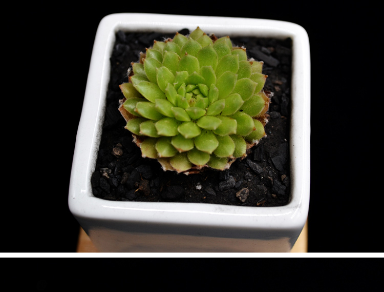 多肉植物火烈鸟奇趣植物办公室桌面绿植花卉盆栽约3cm