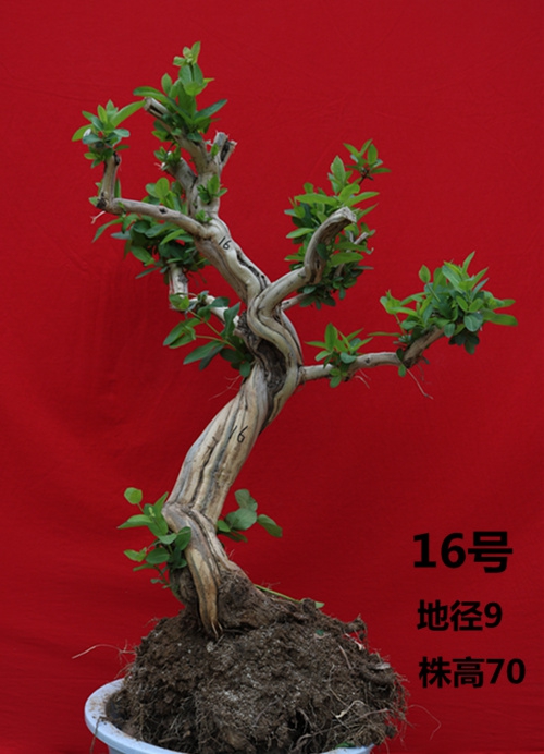 金银花盆栽树桩老桩盆景室内四季绿植野生树桩花卉种植苗红色