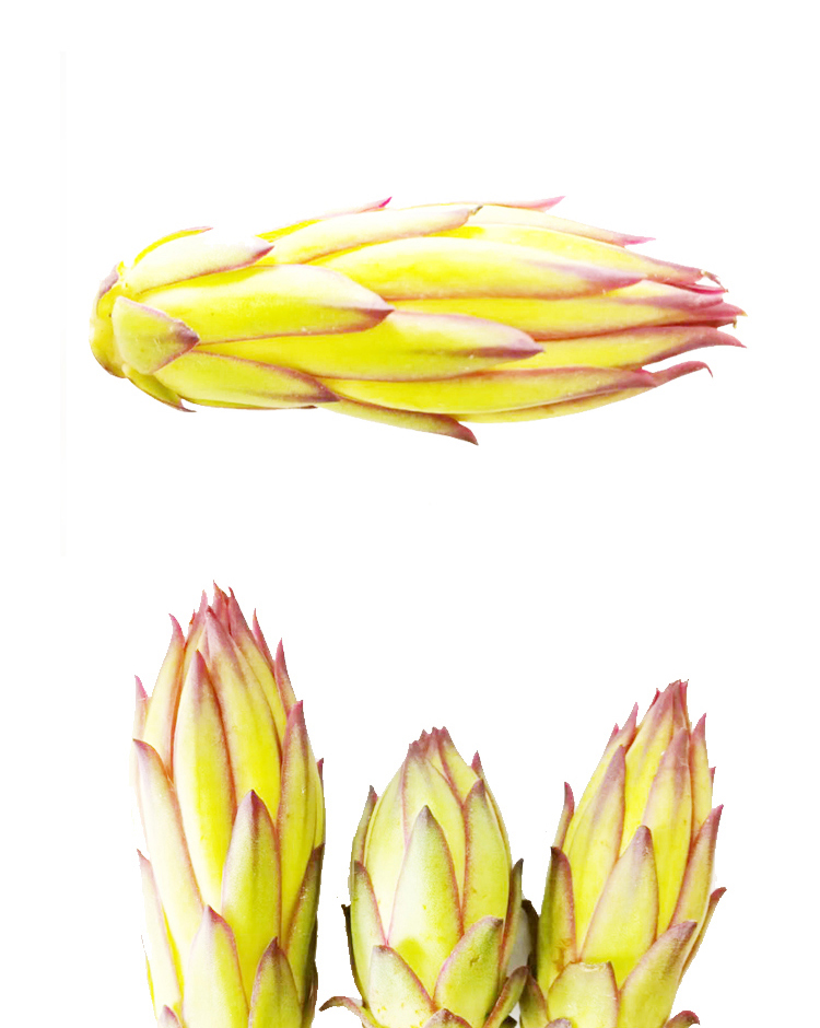 霸王花500g 新鲜蔬菜as