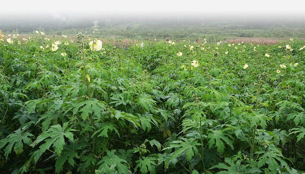 西秀珍品易金香金花葵绿茶尊享礼盒装120g2包邮