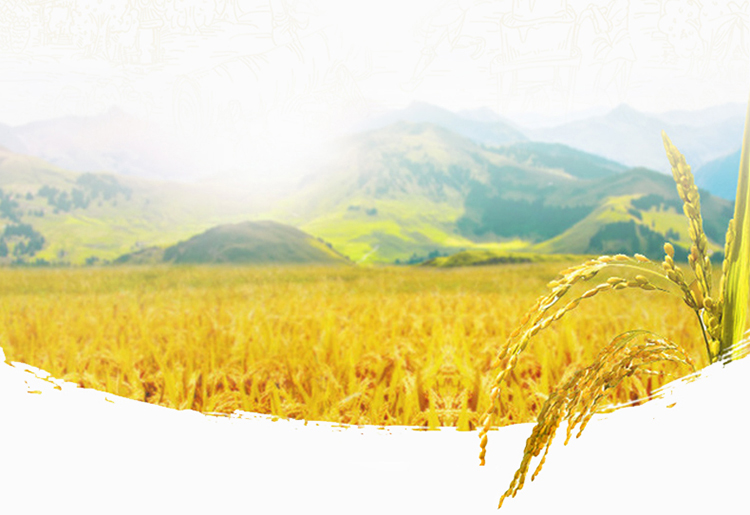 金龙鱼双一万稻米油5L