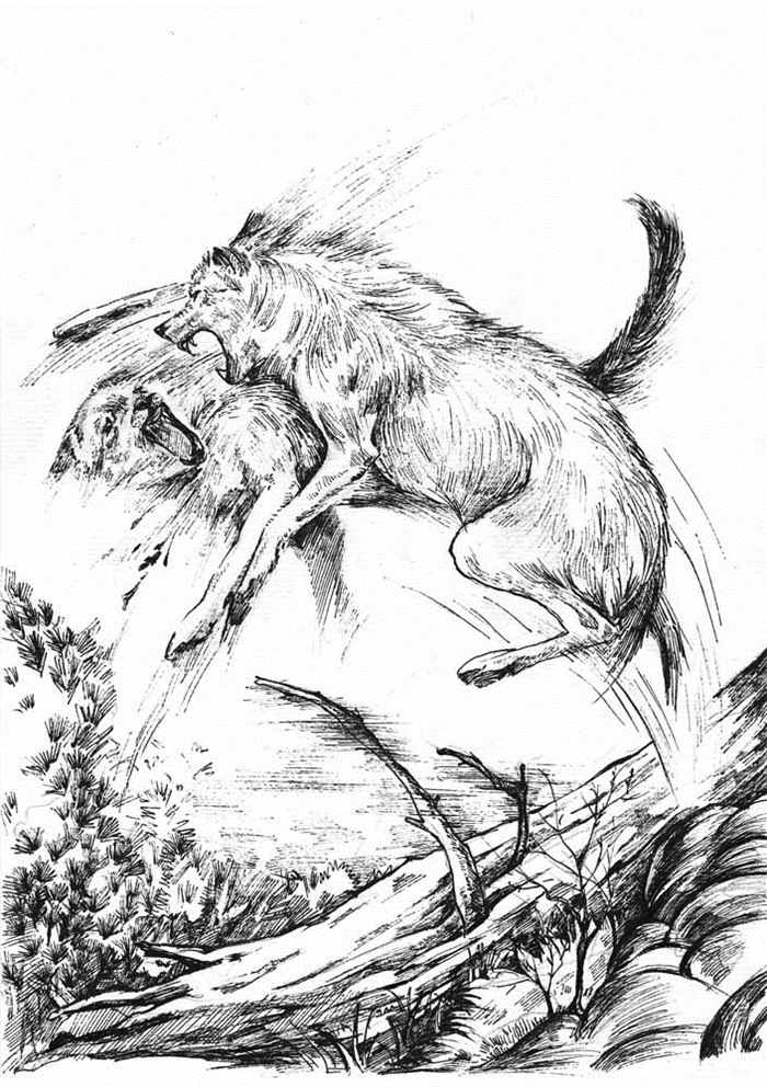 《狼王梦·狼王洛波》沈石溪 [加]西顿著【摘要 书评 在线阅读】-苏宁易购图书