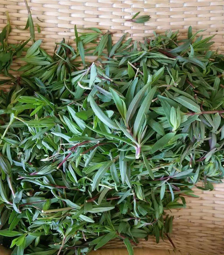 博多客新鲜速冻山苜楂25kg山蚂蚱菜马山菜新鲜野菜宝宝荠包子饺子菜馅