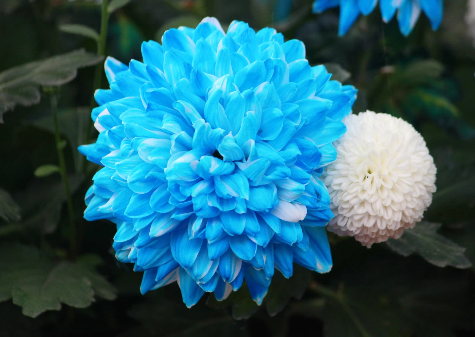 南京与你同行旅行社门票 南京湖熟菊花展成人票 大报恩寺遗址公园门票