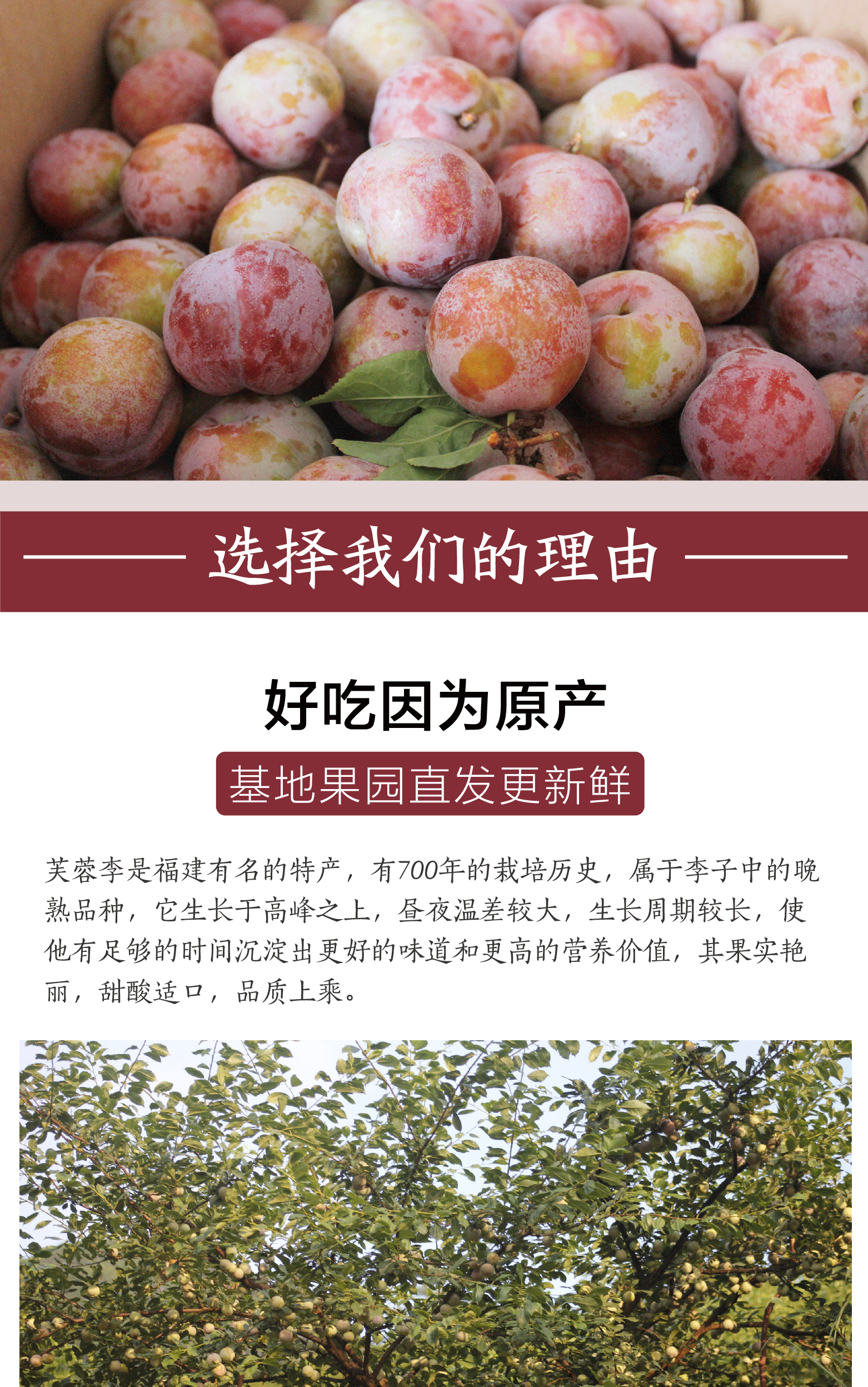 中华特色湘西馆苗家十八洞福建三华李芙蓉李5斤装单果